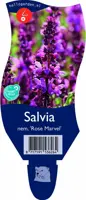 Salvia nemorosa 'Rose Marvel' (Salie) - afbeelding 1