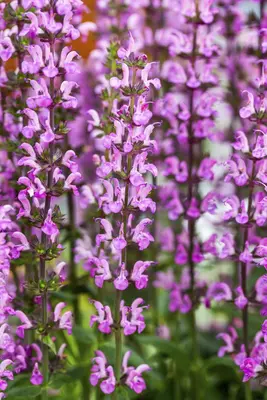 Salvia nemorosa 'Rose Queen' (Salie 'Rose Queen') - afbeelding 1
