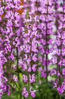 Salvia nemorosa 'Rose Queen' (Salie 'Rose Queen') - afbeelding 1