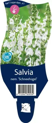Salvia nemorosa 'Schneehugel' (Salie) - afbeelding 1