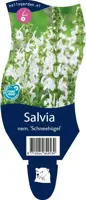 Salvia nemorosa 'Schneehugel' (Salie) - afbeelding 1