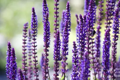 Salvia nemorosa 'Sensation Deep Blue'® (Salie) - afbeelding 2