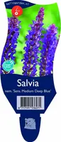Salvia nemorosa 'Sensation Deep Blue'® (Salie) - afbeelding 1