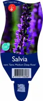 Salvia nemorosa 'Sensation Deep Rose'® (Salie) kopen?