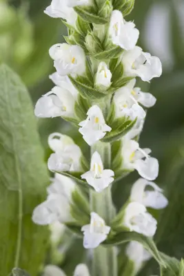 Salvia nemorosa, wit (Bossalie) - afbeelding 2