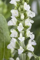 Salvia nemorosa, wit (Bossalie) - afbeelding 2