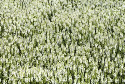 Salvia nemorosa, wit (Bossalie) - afbeelding 1