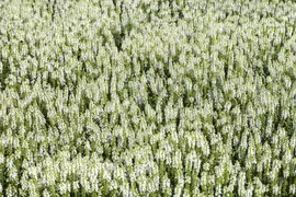 Salvia nemorosa, wit (Bossalie) - afbeelding 1