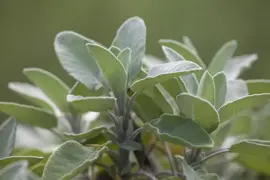 Salvia officinalis 'Berggarten' (Echte salie) 15cm - afbeelding 3