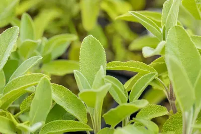 Salvia officinalis 'Berggarten' (Echte salie) 15cm - afbeelding 5