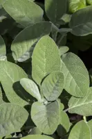 Salvia officinalis 'Berggarten' (Echte salie) 15cm - afbeelding 2
