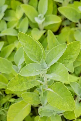 Salvia officinalis 'Berggarten' (Echte salie) 15cm - afbeelding 7