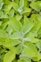 Salvia officinalis 'Berggarten' (Echte salie) 15cm - afbeelding 7