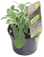 Salvia officinalis 'Berggarten' (Echte salie) 15cm - afbeelding 1