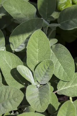 Salvia officinalis 'Berggarten' (Echte salie 'Berggarten') - afbeelding 1