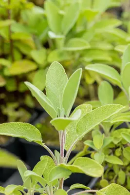 Salvia officinalis 'Berggarten' (Echte salie 'Berggarten') - afbeelding 4