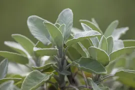 Salvia officinalis 'Berggarten' (Echte salie 'Berggarten') - afbeelding 2