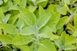 Salvia officinalis 'Berggarten' (Echte salie 'Berggarten') - afbeelding 5