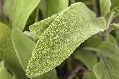 Salvia officinalis (Echte salie) - afbeelding 12