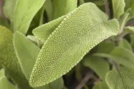 Salvia officinalis (Echte salie) - afbeelding 12