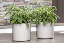 Salvia officinalis (Echte salie) - afbeelding 17