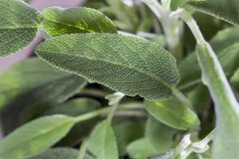Salvia officinalis (Echte salie) - afbeelding 25