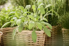 Salvia officinalis (Echte salie) - afbeelding 31