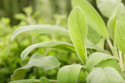Salvia officinalis (Echte salie) - afbeelding 38