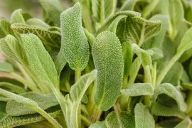 Salvia officinalis (Echte salie) - afbeelding 40