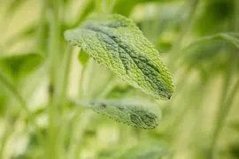 Salvia officinalis (Echte salie) - afbeelding 42