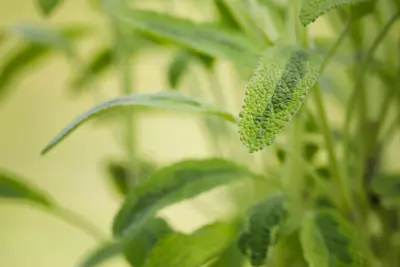 Salvia officinalis (Echte salie) - afbeelding 43