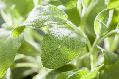 Salvia officinalis (Echte salie) - afbeelding 45