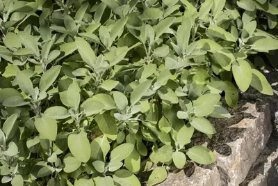Salvia officinalis (Echte salie) - afbeelding 56