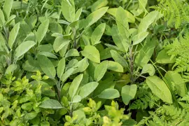 Salvia officinalis (Echte salie) - afbeelding 57