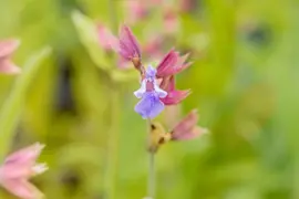 Salvia officinalis (Echte salie) - afbeelding 61