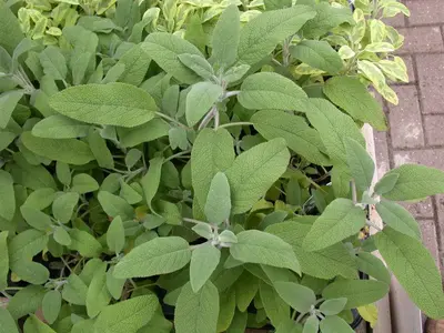 Salvia officinalis (Echte salie) - afbeelding 55
