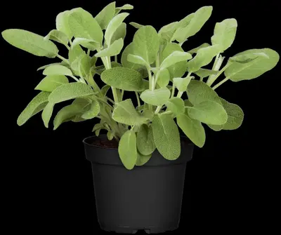 Salvia officinalis (Echte salie) - afbeelding 29