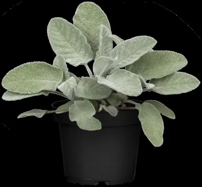 Salvia officinalis (Echte salie) - afbeelding 44