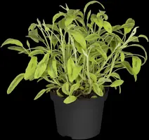 Salvia officinalis (Echte salie) - afbeelding 51