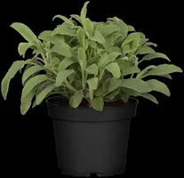 Salvia officinalis (Echte salie) - afbeelding 54