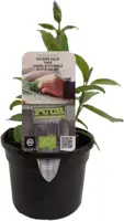 Salvia officinalis (Echte salie) 15cm - afbeelding 1