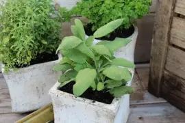 Salvia officinalis (Echte salie) 15cm - afbeelding 2