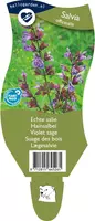 Salvia officinalis (Echte salie) - afbeelding 1