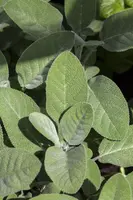 Salvia officinalis (Echte salie) - afbeelding 3