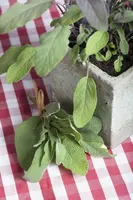 Salvia officinalis (Echte salie) - afbeelding 10