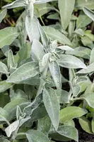 Salvia officinalis (Echte salie) - afbeelding 14