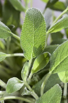 Salvia officinalis (Echte salie) - afbeelding 21