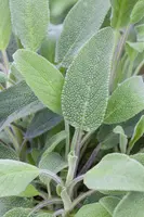 Salvia officinalis (Echte salie) - afbeelding 22