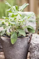 Salvia officinalis (Echte salie) - afbeelding 25