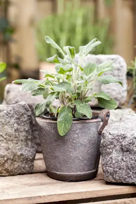 Salvia officinalis (Echte salie) - afbeelding 26